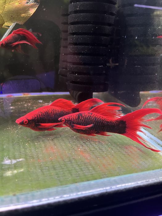 Mieczyk Red Alpha samica standard