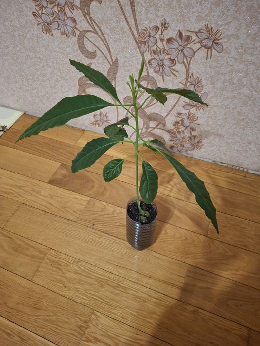 Авокадо кімнатне