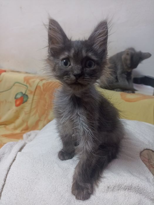 Кошенята у добрі руки.