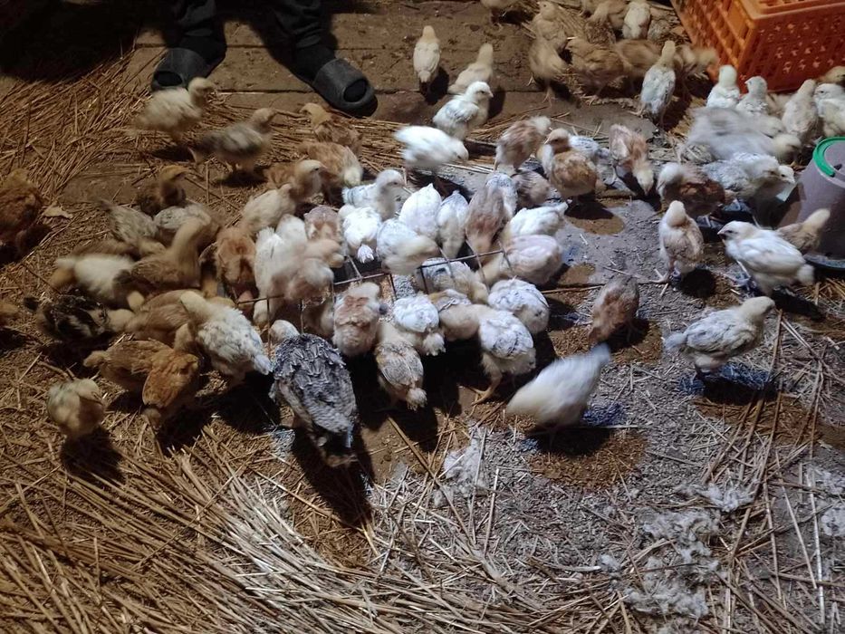 Курчата 3 тижневі