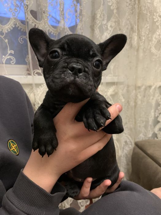 Продаються чудові цуценята французького бульдога?Ціна договірна?