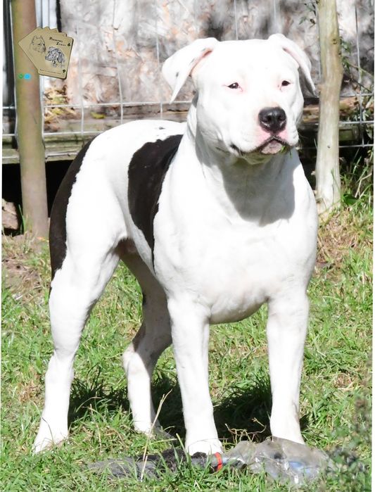 Amstaff, mocna piękna dziewczyna, doskonały rodowód - ZKwP/FCI