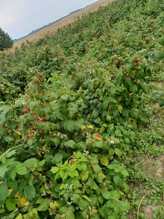 Саджанці малини Полана.