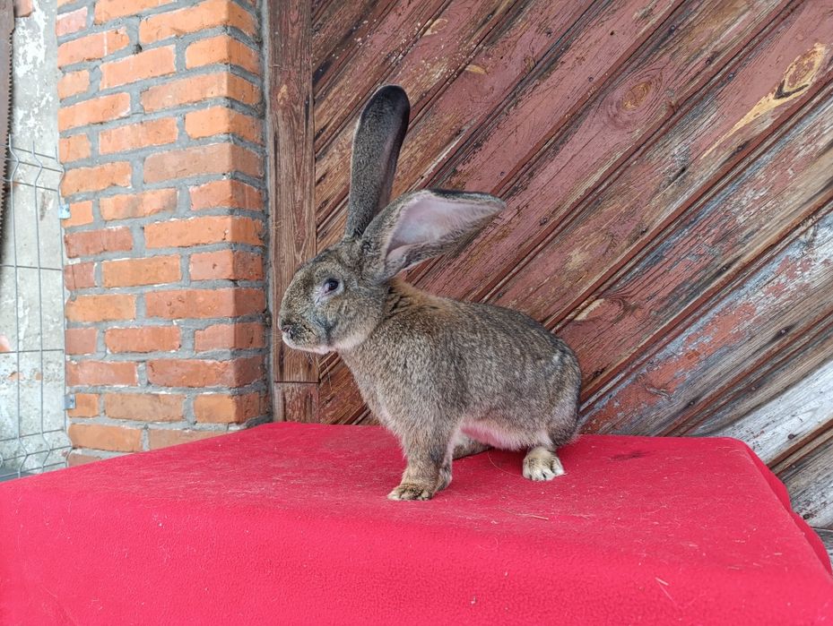 Belgijski olbrzym szary