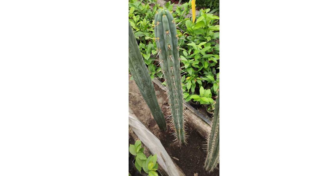 Trichocereus p kaktus kuzyn San Pedro z Peru plus gratisy