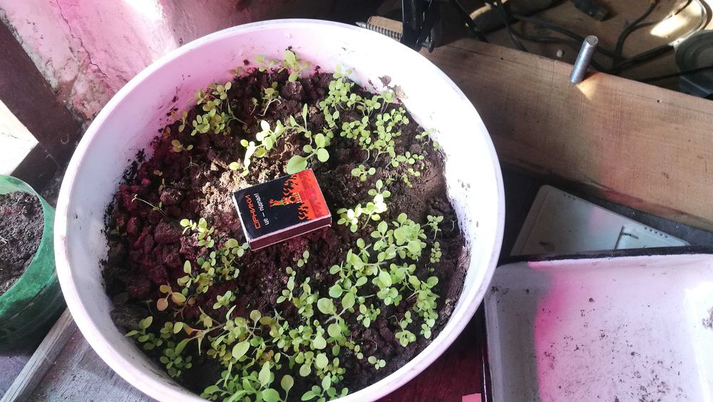 віддам Ростишки тютюну