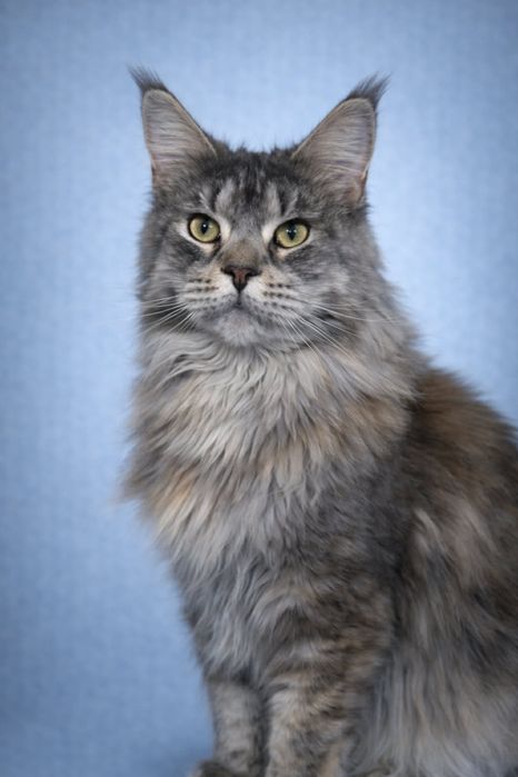 Девочка для семьи и любви