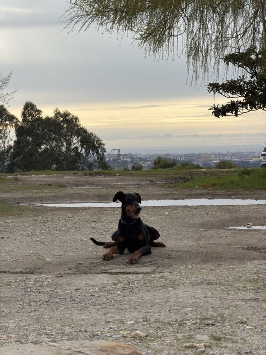 Serviço de Treino Canino - Red Guard K9