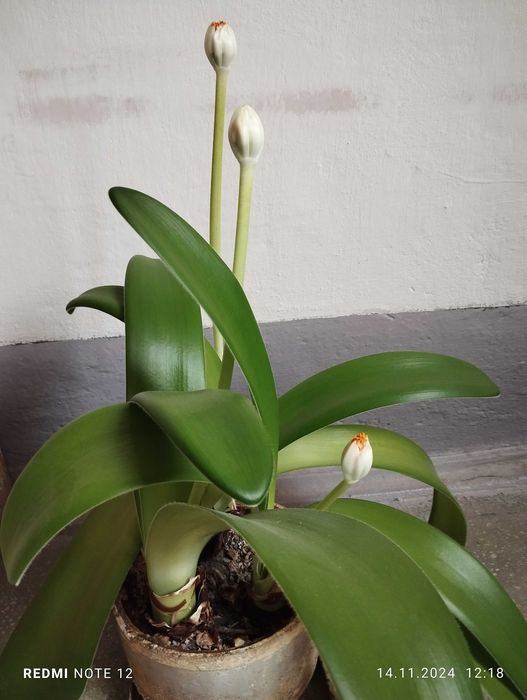 Гемантус білоквітковий (Haemanthus albiflos) ЦВІТЕ.