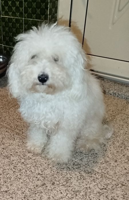 Caniche toy lindíssimo