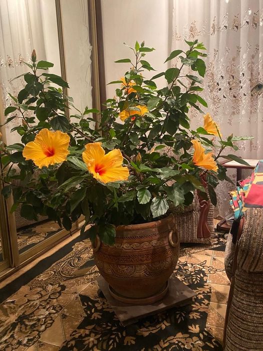 Гібіскус Кіото жовтий (Китайська роза), висота 130 см.