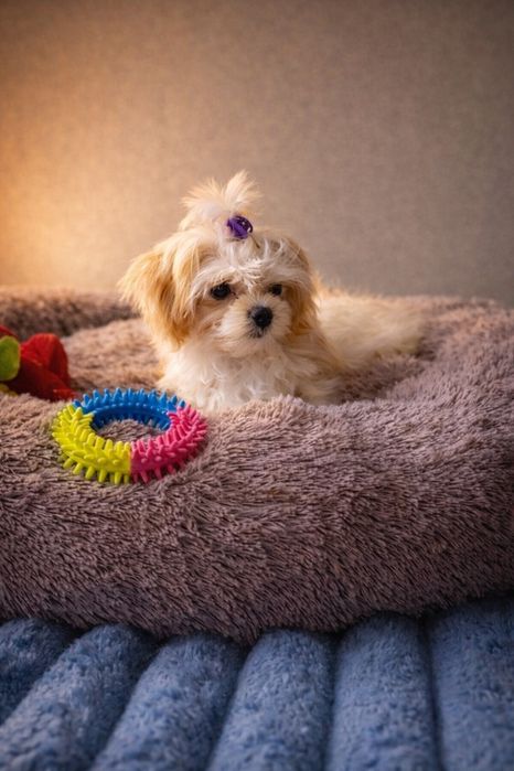 Продам цуценят мальтіпу