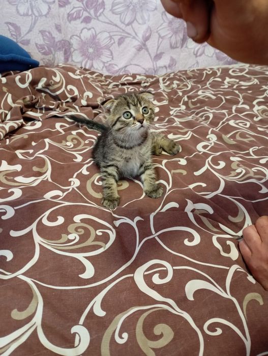 Продам кошеня Скоттиш фолд