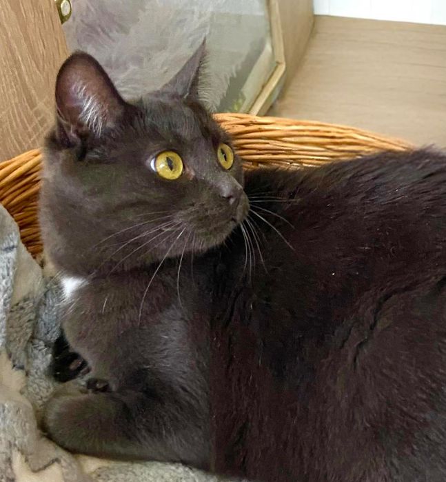 Лаура шукає свою люблячу маму!