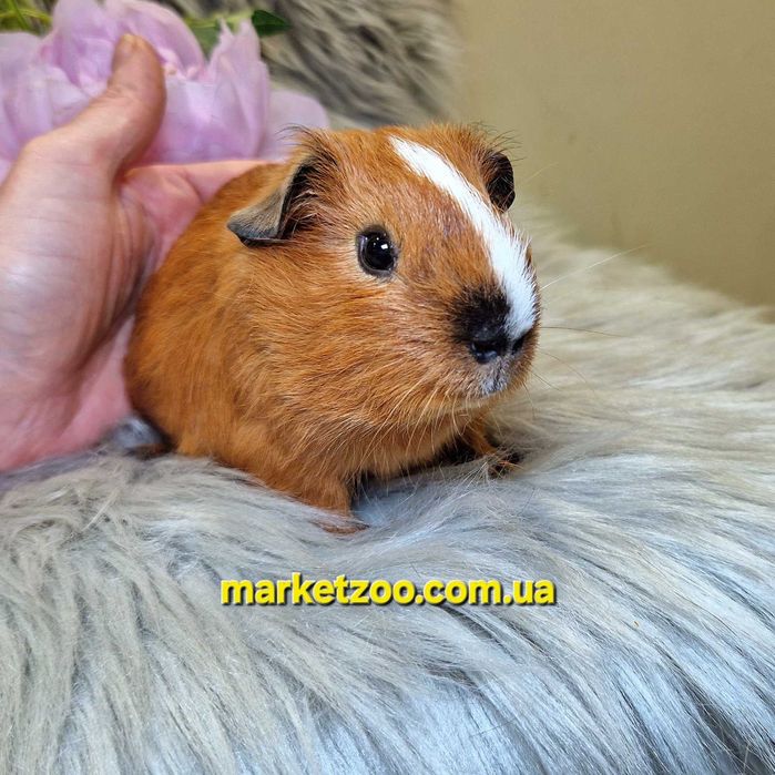 Морська свинка, морская свинка, морские, свинки Калифорния, морські