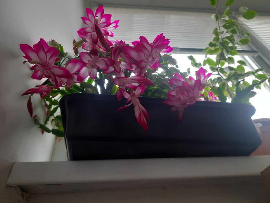 Різдвяник Шлюмбергера