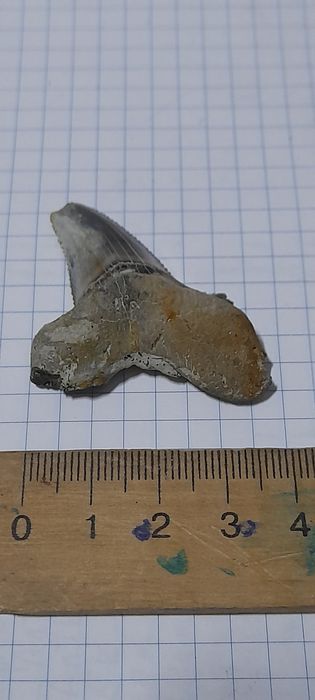 Зуб акули скам'янілий 30-50м.р.