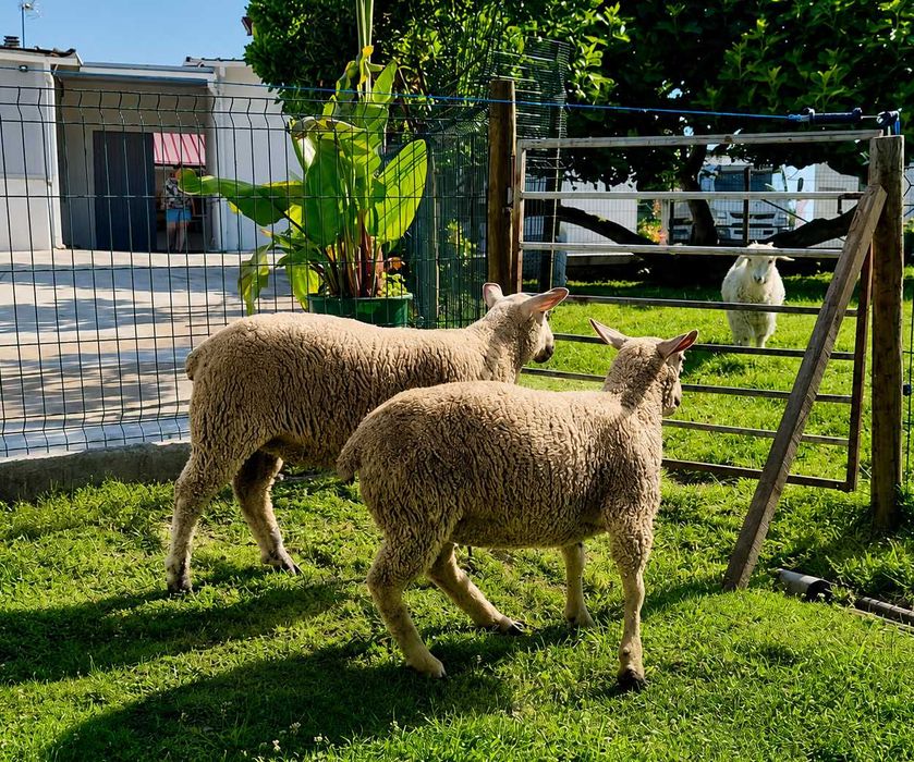 Borregas Charolesas Puras