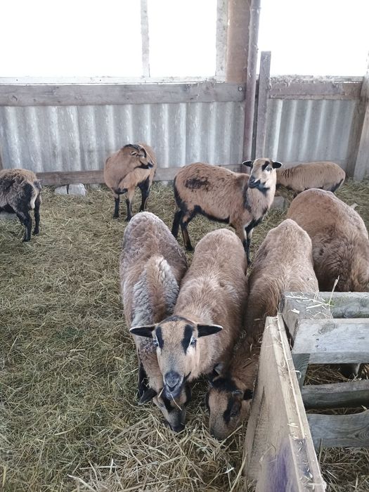 Sprzedam owce kameruńskie