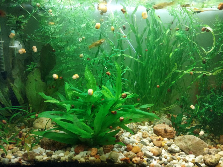 Sprzedam ślimaki z własnego chowu