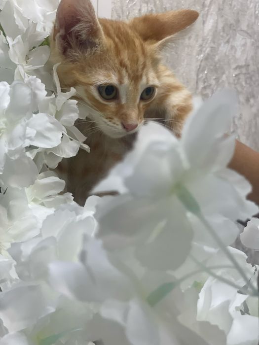 Два маленьких життя! . Давайте врятуємо їх! Кошеня, 2 міс