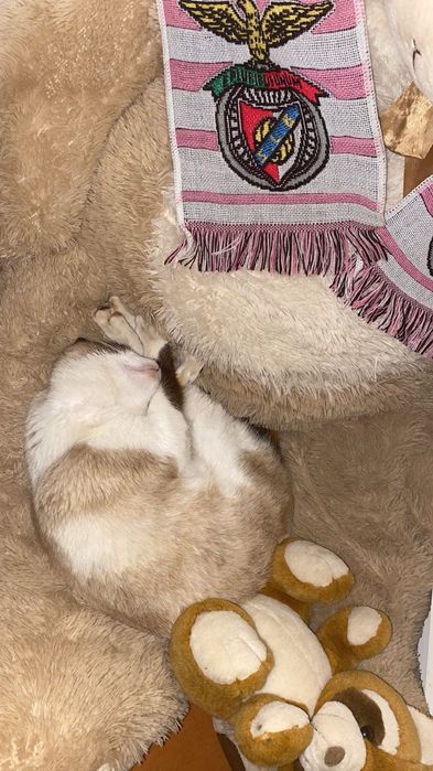 Gato de raça pra adoção