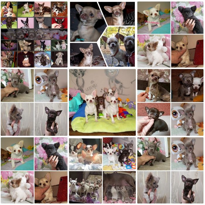 Чихуахуа вязка.За щенка либо по договору