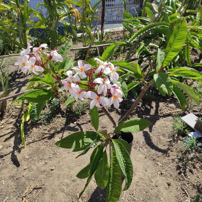 Pulmerias várias cores