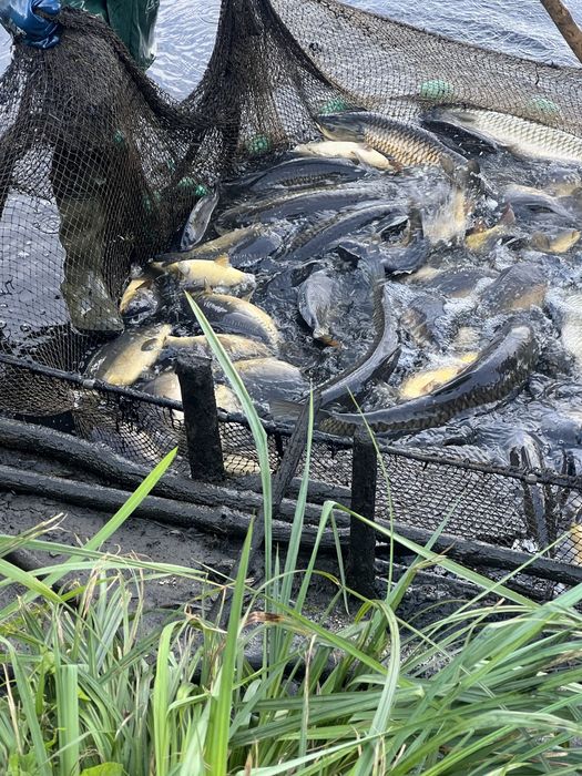 Amur biały duży, waga 8-12 kg/ sztuka