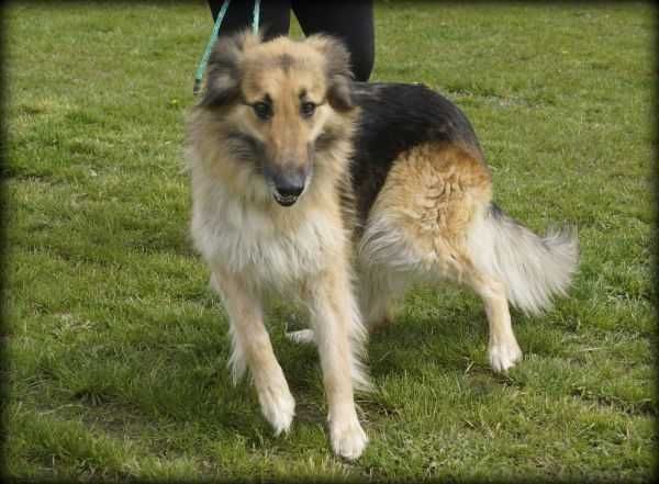 Piękna Nina poleca się do adopcji