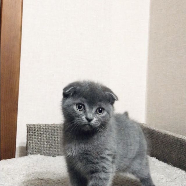 Scottish fold  ( дівчинка)