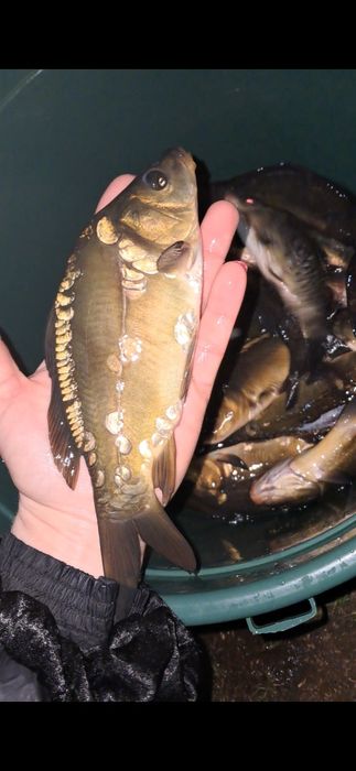 Karp 15-20cm lin amur sandacz