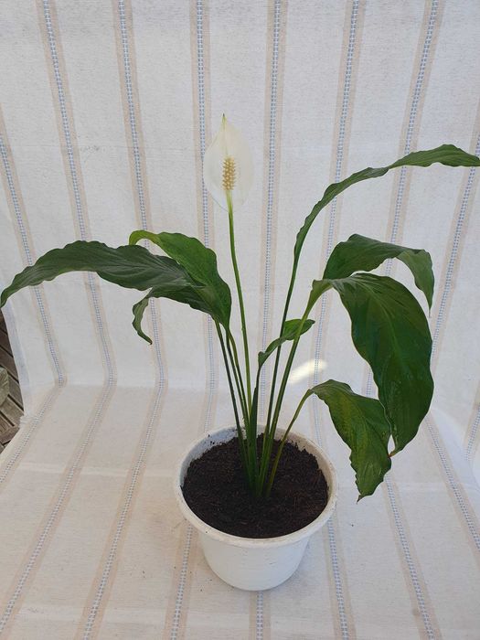 Planta - Lírio da Paz
