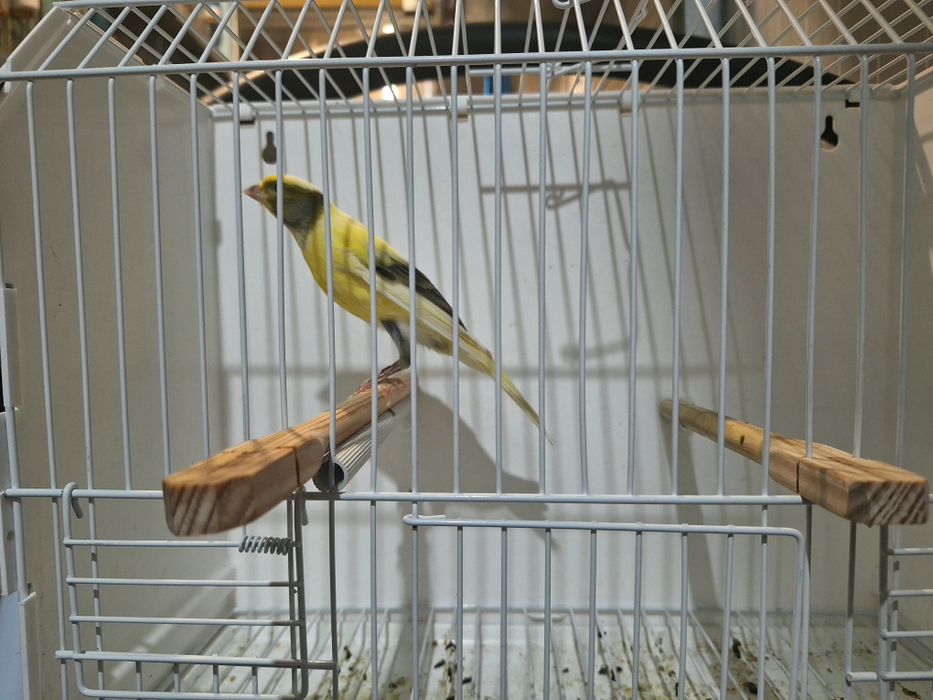 Canario largues espanhol