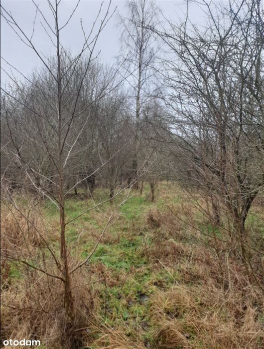 6,75 ha z WZ na 20 domów – 5 km od morza – Charnowo/Ustka - Widok 6