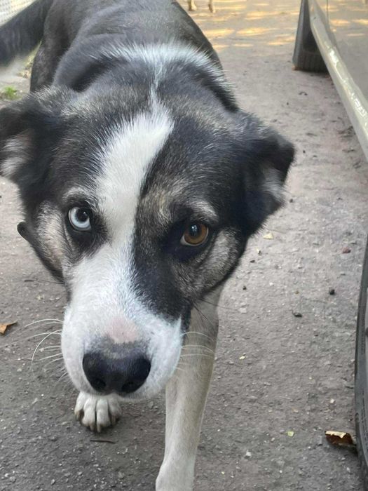Віддам собаку ( Веслоухий хаскі) в гарні руки. Розумн грайливий.