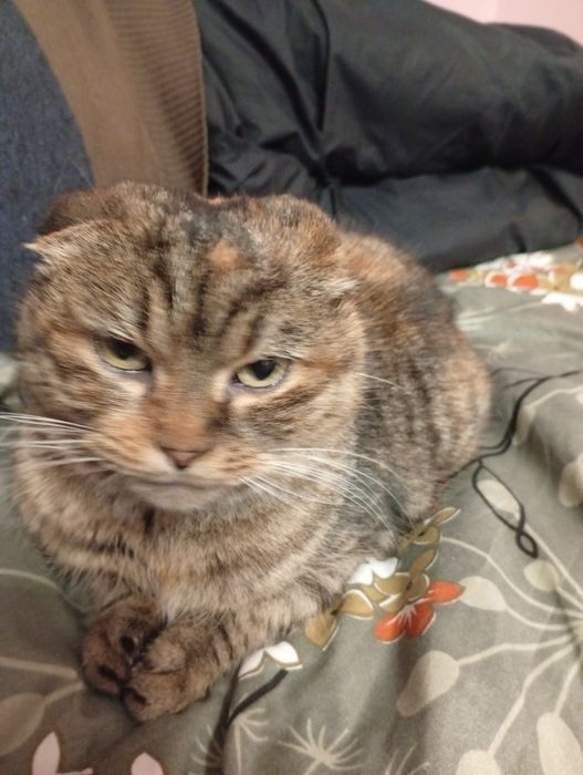 Віддам в добрі руки