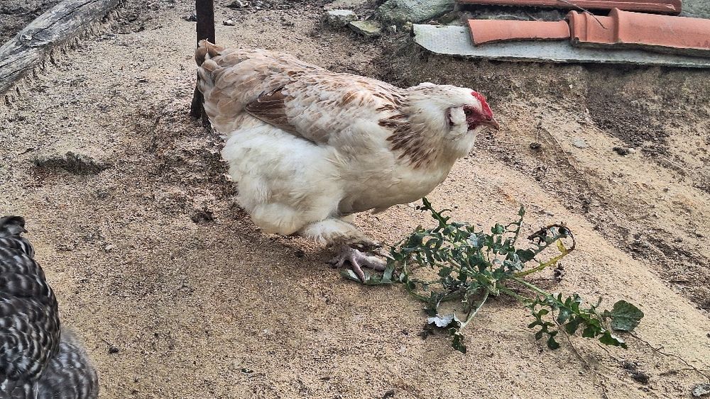 Galinha faverolle pura e outra cruzada