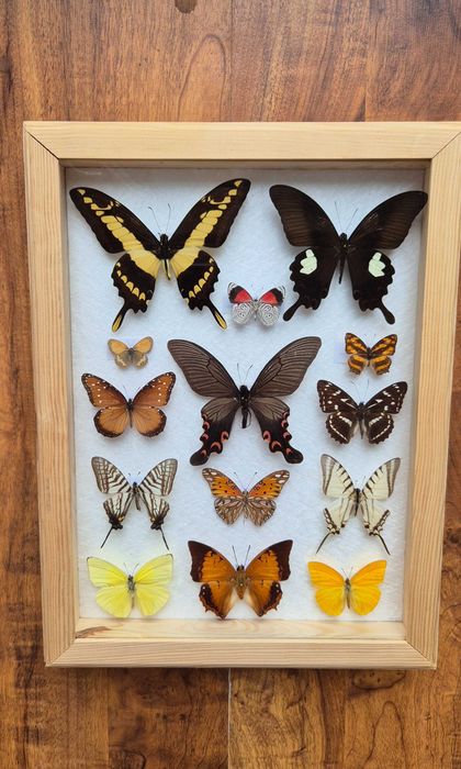 Gablotka motyle Agehana elwesi Papilio Diaethria i inne na ścianę