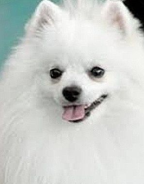 Хлопчик білокремовий  шпиц