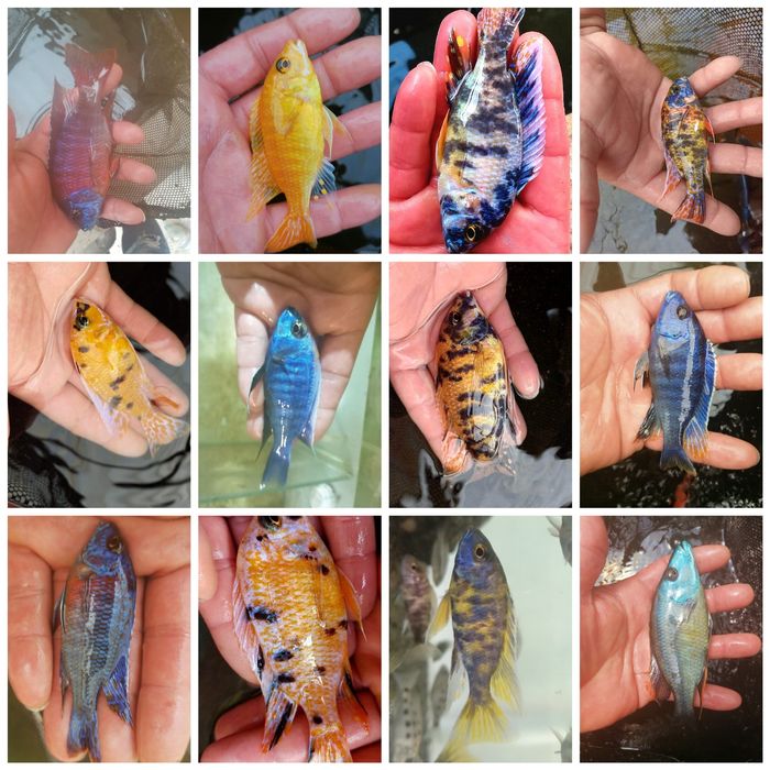 Ciclideos africanos (fotos reais dos peixes para venda) )