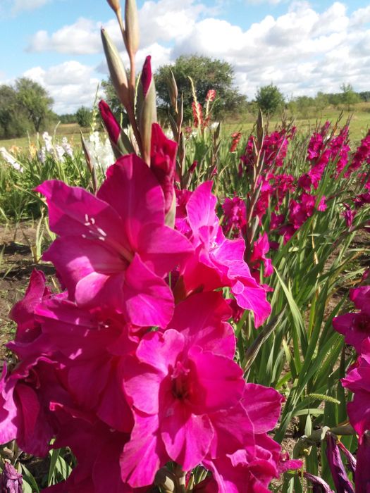 Продам цибулини гладіолусів