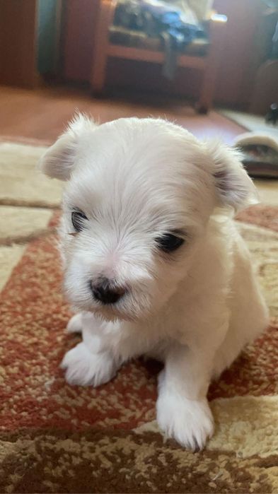 Maltańczyk szczeniak piękna suczka.