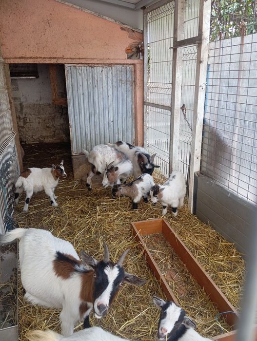 Vendo cabrito macho anão 2 meses