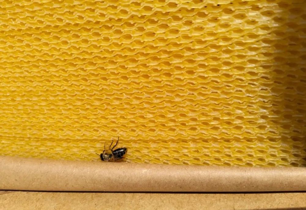 Вощина для бджіл! Якісна вощина, віск, прополіс, мед