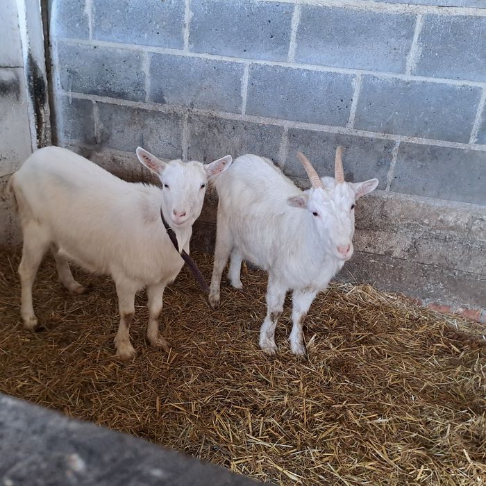 Sprzedam dwie kozy i dwa koziłki