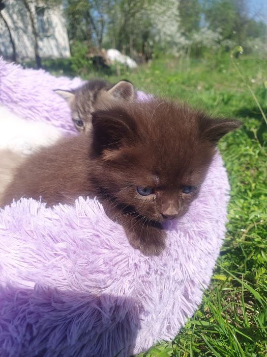 Шоколадный котик