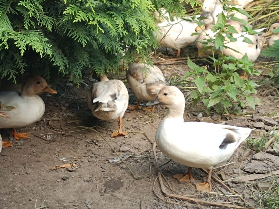 Kaczki Call duck