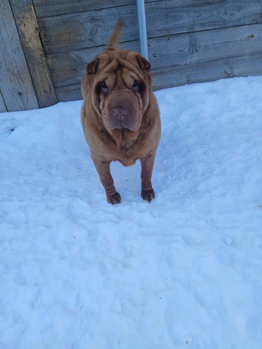 Suczka hodowlana,  FCI, import Ukraina, Shar Pei