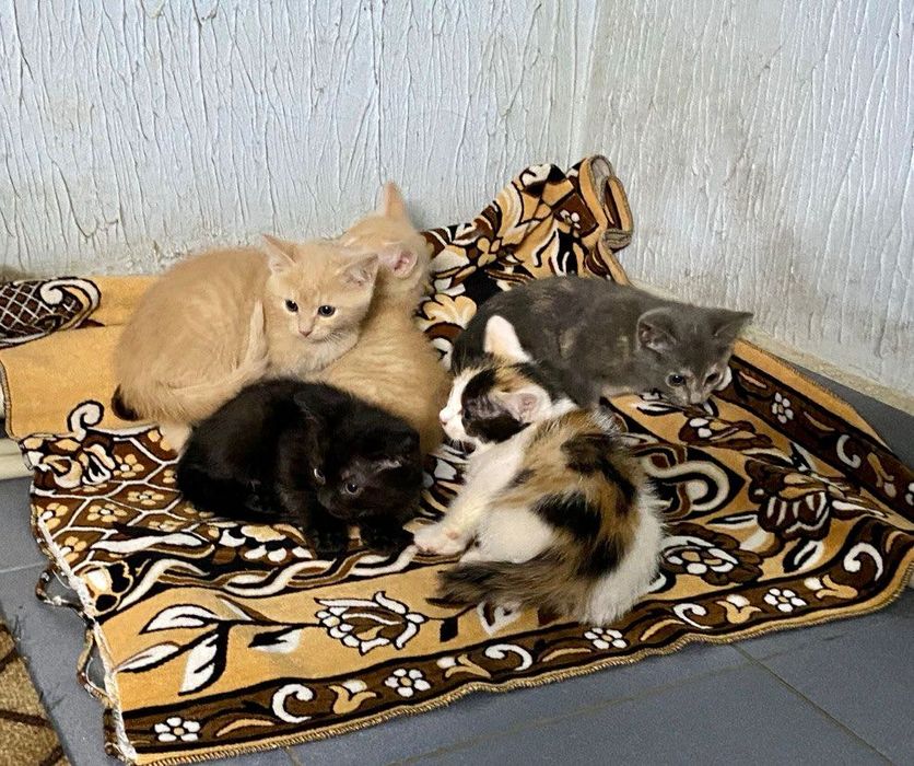 Віддамо в хороші руки кошенят